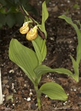 Cypripedium shanxiense x calceolus